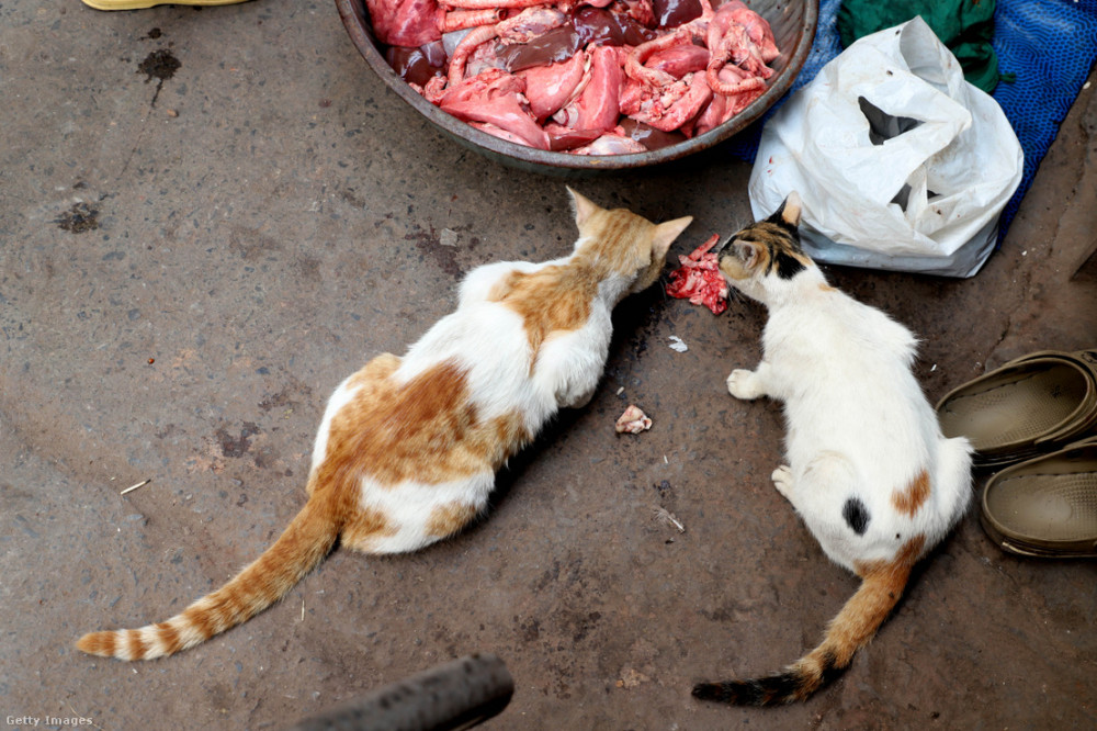 macskák húst falatoznak